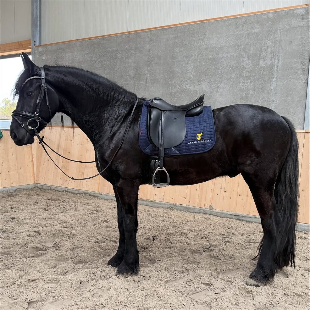 Gevolgen van een slecht passend zadel